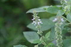 Ocimum americanum
